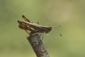 Closeup on the rare rufous grasshopper, Gomphocerippus rufus