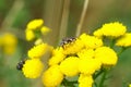 Closeup of a rare solitary cuckoo bee on a vibrant yellow tansy flower in the wilderness Royalty Free Stock Photo