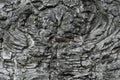 Closeup rare structure of birch bark with several layers lava like