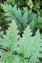 Closeup on rare type of exotic Selaginella fern in deep jungle show depth of field in photography for natural and botanical