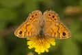 Closeup on a rare Wall Brown Butterfly, Lasiommata megera, nectaring on a yellow flower, Gard, France