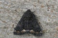 Closeup on the rarely encountered white underwing or alchymist, Catephia alchymista Royalty Free Stock Photo