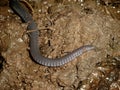 Closeup on a rarely photograhped African Amphibian Caecilian, Geotrypetes seraphinii in muddy soil Royalty Free Stock Photo