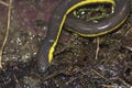 Closeup on a rarely seen Kohtaowormsalamander, Ichthyophis kohtaoensis, on a swampy soil Royalty Free Stock Photo