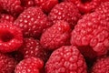 Closeup of raspberries, very detailed - fine hairs on fruit visible