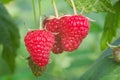 Closeup of raspberry berries growing in the garden Royalty Free Stock Photo