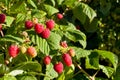 Closeup of raspberry branch with ripe berries in sunlight. Shallow depth of field.