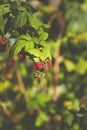 Closeup of a raspberry bush in a garden under sunlight with a blurry background Royalty Free Stock Photo