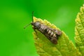 Raspberry clearwing, Pennisetia hylaeiformis on raspberry leaf Royalty Free Stock Photo