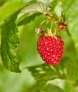 Closeup of raspberry growing on a vine on a farm in summer. Ripe, delicious and healthy fruit ready to be harvested for Royalty Free Stock Photo