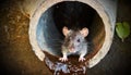 Closeup of a Rat Inside a Rusty Sewer Pipe - Generative Ai