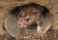 Closeup of a rat looking toward the camera from sewer