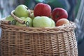 Closeup of the rattan basket filled with beautiful local green and red apples picked in the farmer garden. Ripe, fresh, juicy and Royalty Free Stock Photo