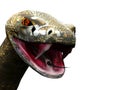 Closeup of rattlesnake ready to strike Royalty Free Stock Photo