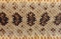 Closeup rattlesnake skin background