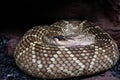 Closeup of the rattlesnake skin pattern.