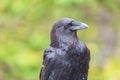 Closeup of a raven (Corvus corax principalis) on a blurred background Royalty Free Stock Photo