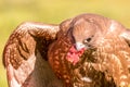 Closeup of a ravenous brown h with fresh meat in its mouth