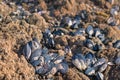Raw blue mussels living on rocks Royalty Free Stock Photo