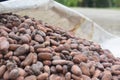 Closeup of raw cacao beans in a sack in the tropical rainforest of the Dominican Republic Royalty Free Stock Photo