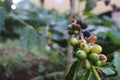 Closeup of raw coffee plants on a branch of a shrub