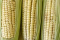 Closeup of raw corn cobs with straw over wood Royalty Free Stock Photo