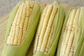 Closeup of raw corn cobs with straw over wood Royalty Free Stock Photo