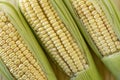 Closeup of raw corn cobs with straw over wood Royalty Free Stock Photo