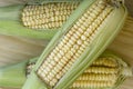 Closeup of raw corn cobs with straw over wood Royalty Free Stock Photo