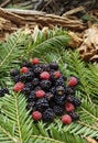 Closeup of raw fresh red raspberries and wild blackberries. Royalty Free Stock Photo