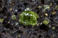 Closeup of raw Peridot, on volcanic host rock. Black inclusions.