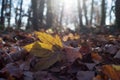 ray of light in a autumnal maple leaf on the floor in the forest Royalty Free Stock Photo