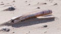 Closeup of a razor clam, Ensis Royalty Free Stock Photo