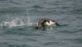 Close up of a Razorbill bird flying out of the ocean