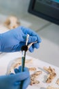 Closeup of rchaeologist working in natural research lab. Laboratory assistant cleaning animal bones. Close-up of hands Royalty Free Stock Photo