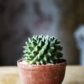 Closeup of real cactus in a pot on wooden table Royalty Free Stock Photo