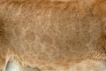 Closeup real lion skin texture