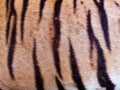 Closeup real tiger skin texture. Royalty Free Stock Photo