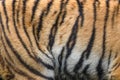 Closeup real tiger skin texture image background Royalty Free Stock Photo