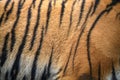 Closeup real tiger skin texture image background Royalty Free Stock Photo