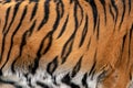 Closeup real tiger skin texture. Tiger fur background texture image background Royalty Free Stock Photo