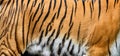 Real tiger skin texture. Tigris fur background texture image background Royalty Free Stock Photo