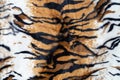 closeup real tiger texture