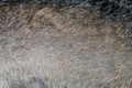 Closeup real wolf skin texture. Animal fur background texture image background Royalty Free Stock Photo