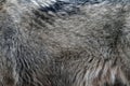 Wolf fur background texture image background Royalty Free Stock Photo