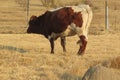 Closeup rear side view of a brown and white cow walking on dry winter`s grass Royalty Free Stock Photo