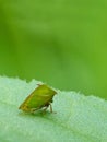 Green Planthopper