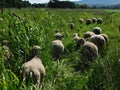Closeup Rear View. Herd Hampshire Sheep grazing in a Pearl Millet high Plantation field. Green landscape. Hilltops.