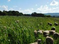 Closeup Rear View. Herd Hampshire Sheep grazing in a Pearl Millet high Plantation field. Green landscape. Hilltops.