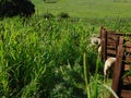 Closeup Rear View. Herd Hampshire Sheep grazing in a very high Pearl Millet, seeded tops, Plantation field. Green landscape.